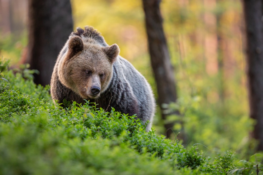 medveď hnedý, The brown bear (Ursus arctos)