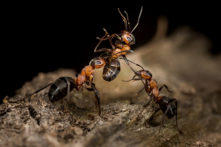 Súboj mravcov