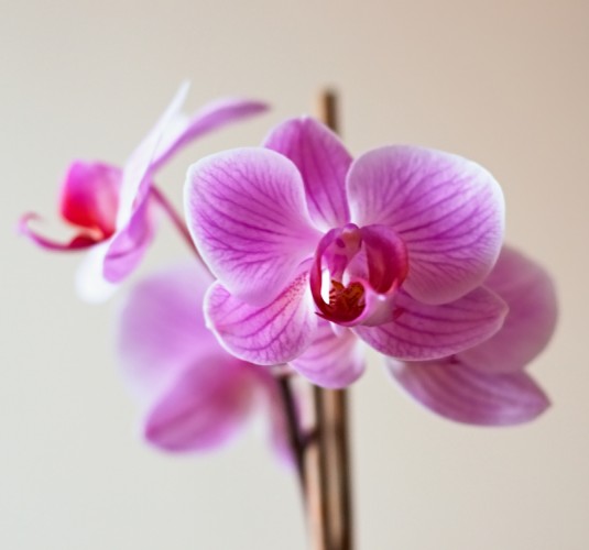 orchidka...