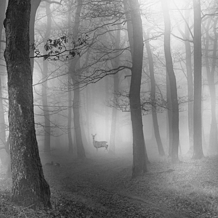 Duša karpatského lesa