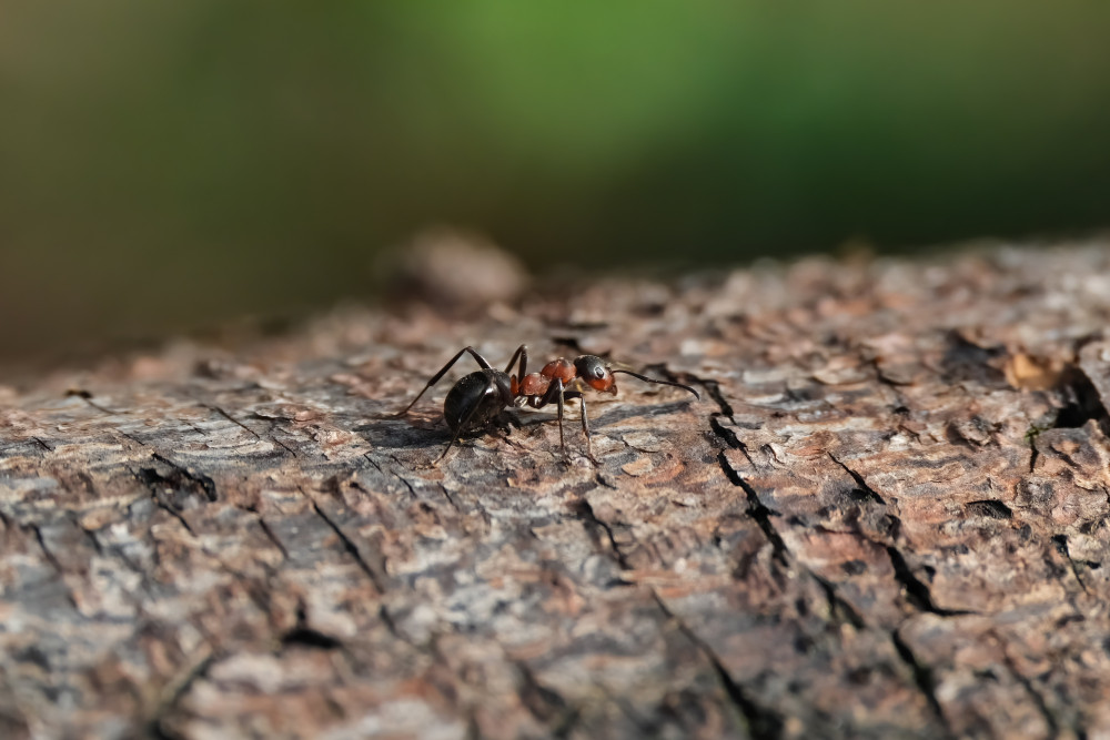 Mravec lesný