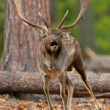daniel škvrnitý, Fallow deer (Dama dama)