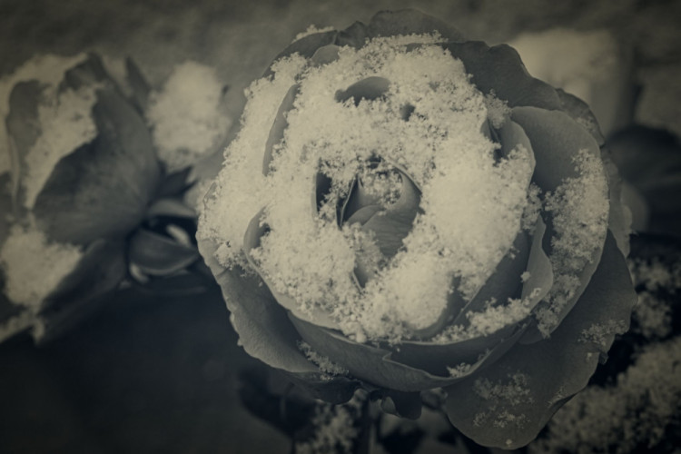 Zimná ruža