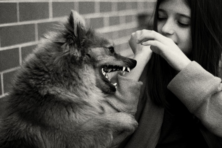 dievča a pes