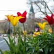 Tulipány v meste