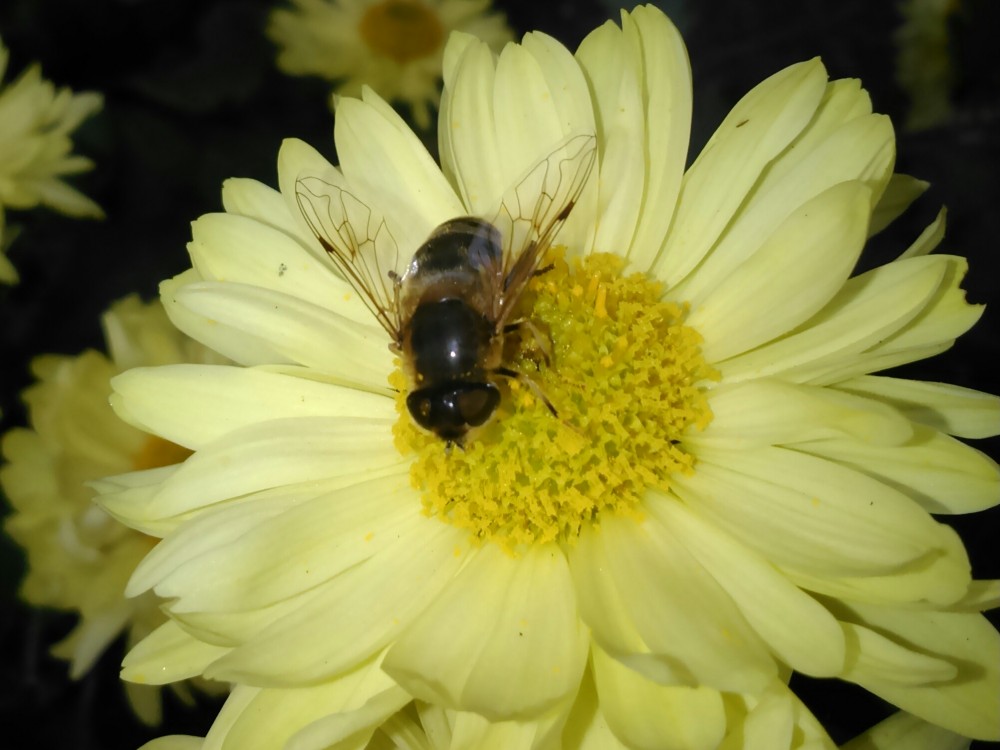 Včielka na kvete