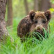 Diviak lesný Matilda, The wild boar (Sus scrofa)