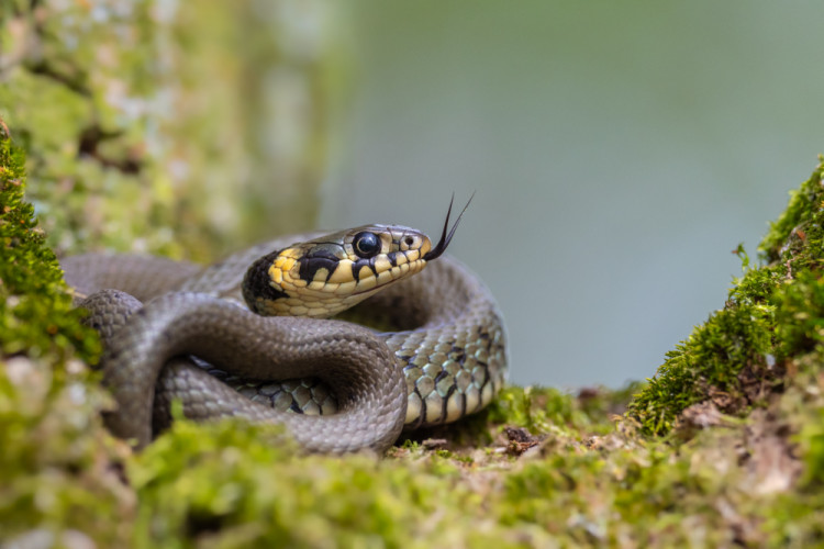 Užovka obojková, The grass snake (Natrix natrix)
