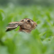 Zajac poľný (Lepus europaeus)