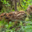 Diviak lesný, The wild boar (Sus scrofa)