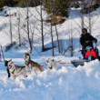 Tatranská Lomnica - Snežné psy