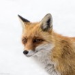 What Does The Fox Think About