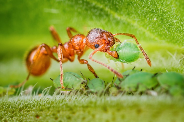 mravec s voškou