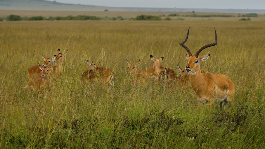 Impala , Masai Mara