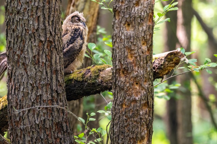 Výr skalný, The Eurasian eagle-owl (Bubo bubo)