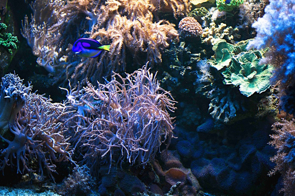 Morské akvárium