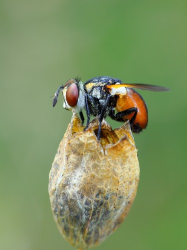 Hmyz-Muchy
