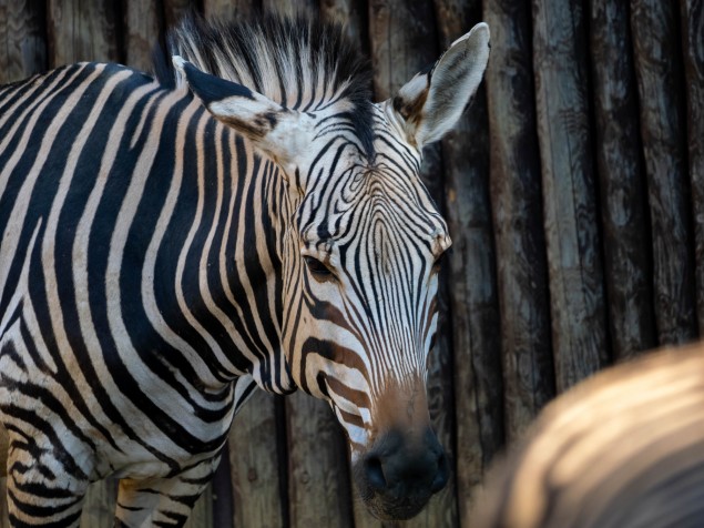 Zebra má skvele vymyslenú kamufláž. Automatické rozpoznávanie živých objektov ju nedokázalo rozpoznať. To bol asi jediný prípad, kedy ani trochu nezabral. Pruhy na pozadí s ďalšími pruhmi si vypýtalo zaostriť na presný bod.