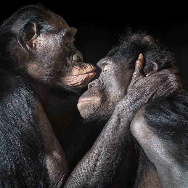 Bozk medzi bonobo.