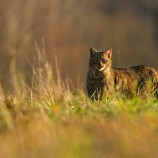 Felis silvestris (mačka divá)