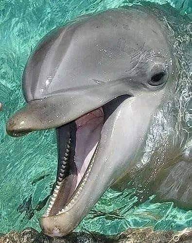 Španielsko delfin