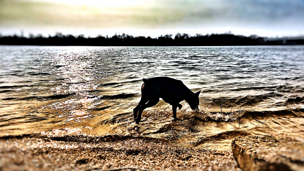 Dog and the river
