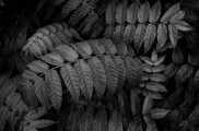 Smartprojekt #4: Botanica Noir