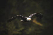 Jesenné fotografovanie dravých vtákov v Štiavnických vrchoch