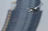 CSC - rolling shutter vo fotografii
