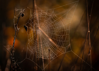 Fotogenický November