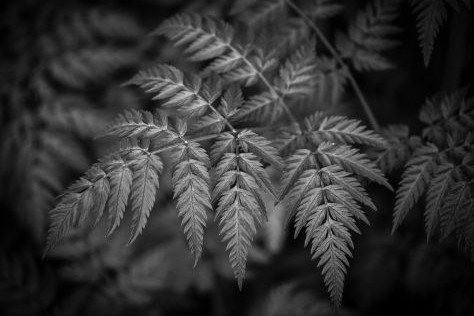 Botanica noir so stredn�m form�tom