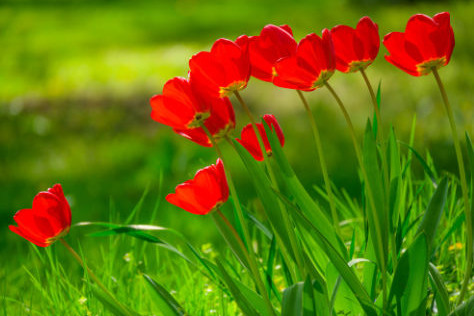 Protisvetlo pri fotografovan� detailov pr�rody