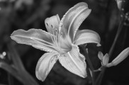 Smartprojekt #3: Lilium