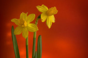 Smartprojekt #2: Narcisy