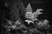 Falošná infračervená fotografia
