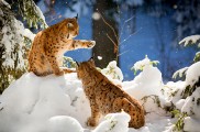 Zimné fotografovanie zvierat v NP Bavorský les