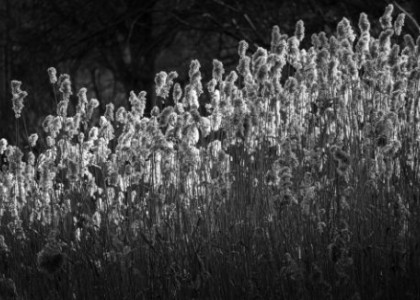 Bratislavská Zima nielen s Nikonom Z50 II