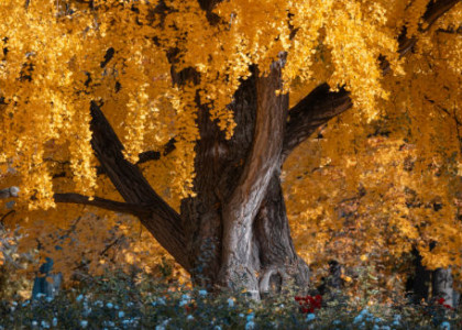 Jeseň s Nikonom Z50 II a OneGo Solo V2