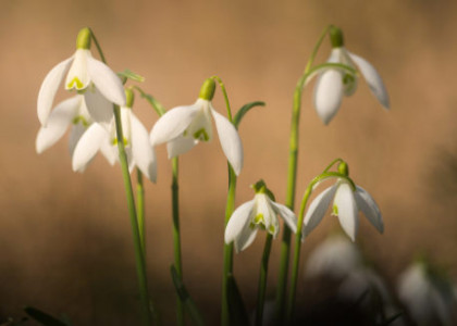 Na snežienky s teleobjektívom