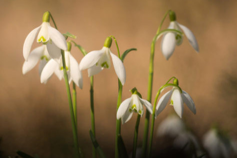 Na sne�ienky s teleobjekt�vom