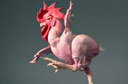 Tim Flach: Portréty zvierat s dušou