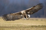 Výpravy za svetlom, úvod do wildlife fotografie