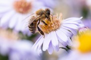 Všestranný makráč po roku: NIKKOR Z 105 mm f/2,8 S