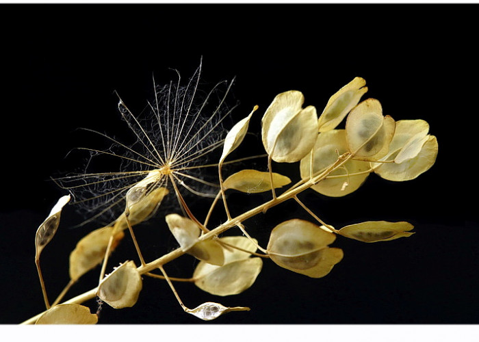 prichytený padáčik so semienkom