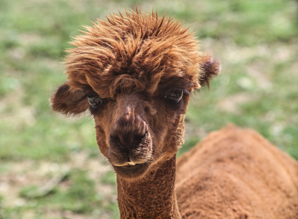 Lama