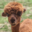 Lama