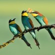 Včelárik zlatý-Merops apiaster