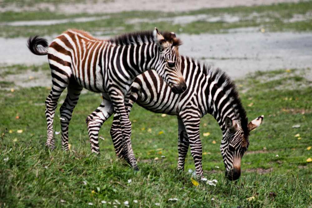 Dvur Králové safari