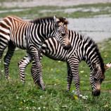 Dvur Králové safari