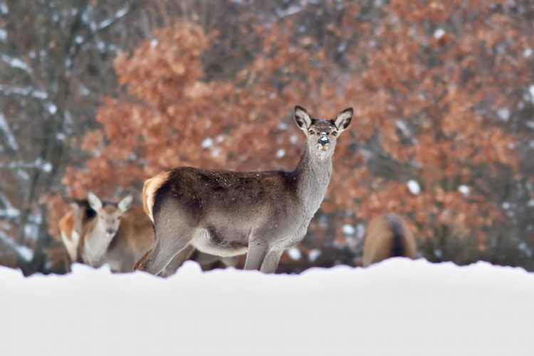 Cervus elaphus